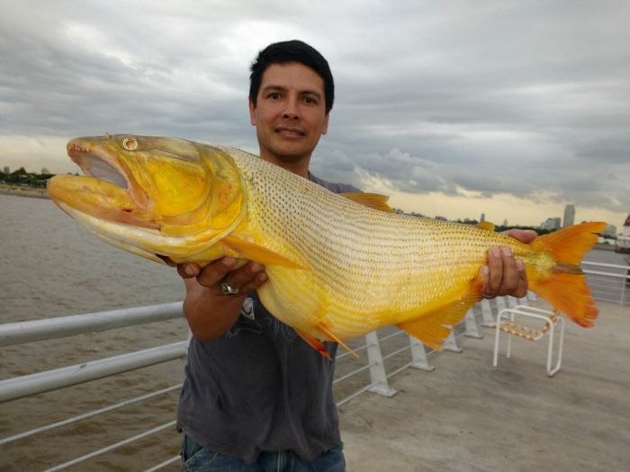 Dorado de 4,500 Kg